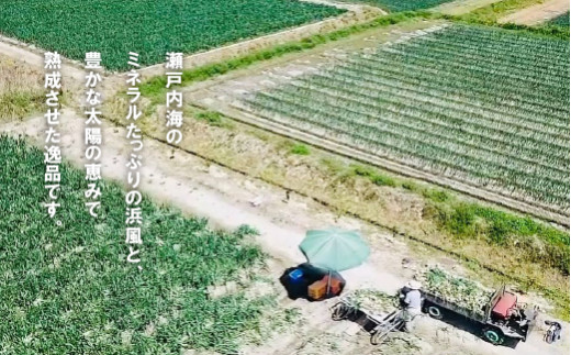 【新たまねぎ】淡路島たまねぎ（10キロ）【発送時期：2026年5月頃】　[玉ねぎ 産地直送 玉ねぎ]