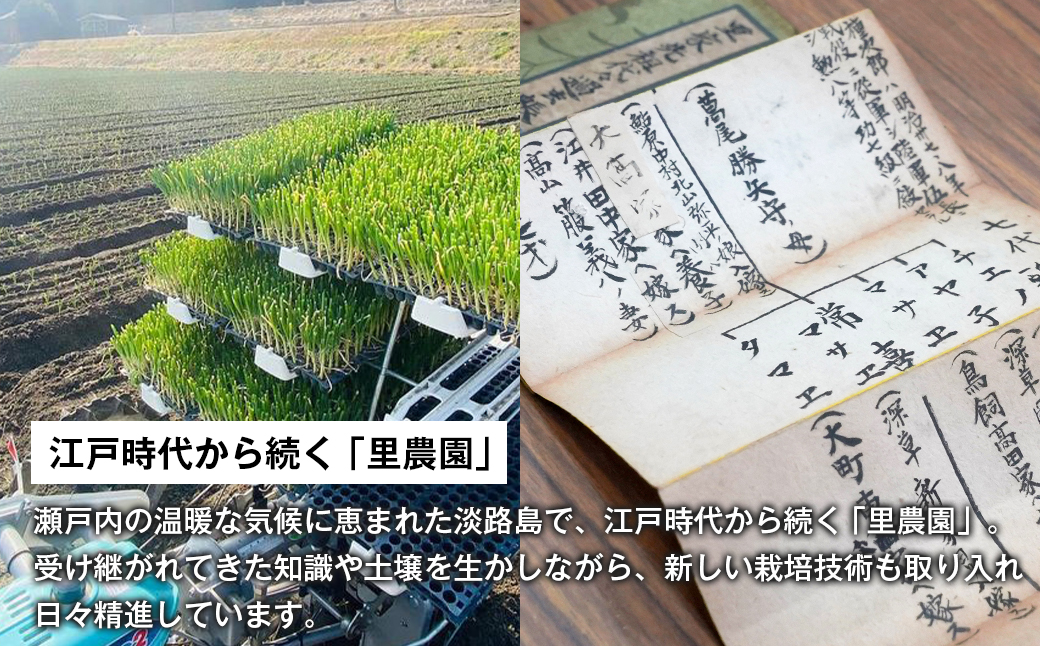 淡路島たまねぎ（10キロ）　玉ねぎ 産地直送 甘い
