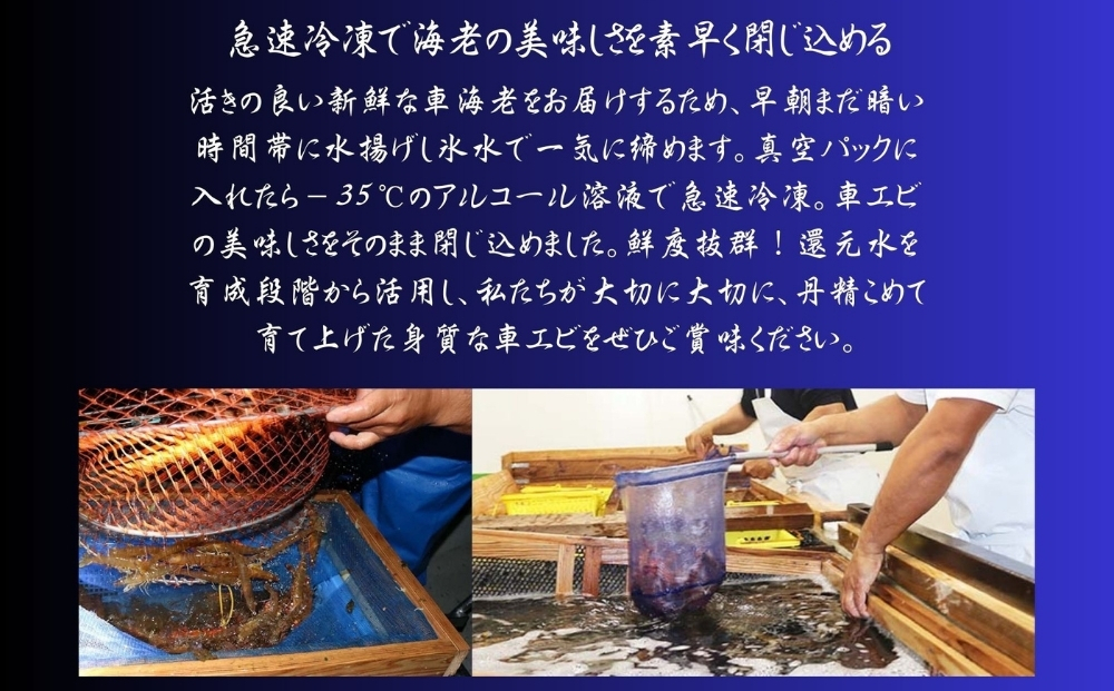 活〆還元車えび（急速冷凍・500g）【エナジック車海老養殖場】