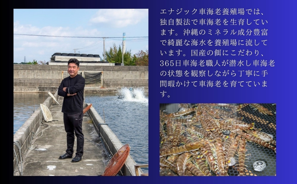 活〆還元車えび（急速冷凍・1Kg）【エナジック車海老養殖場】