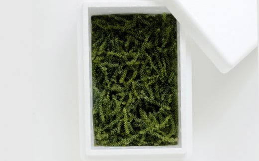 海ぶどうLover　500gパック【2026年4月より順次発送】