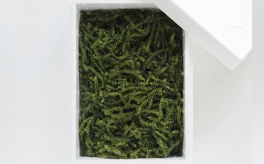 海ぶどうSuperLover　大容量1kgパック【2026年4月より順次発送】