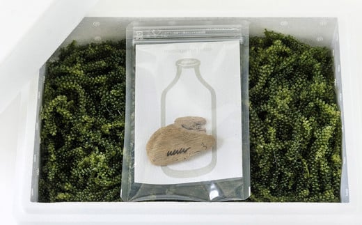 海ぶどうSuperLover　大容量1kgパック【2026年4月より順次発送】