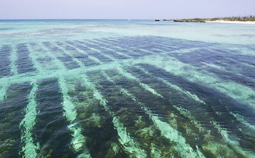 冷凍生モズク（5袋）&もずくのたれセット（2袋）【勝連漁業協同組合】