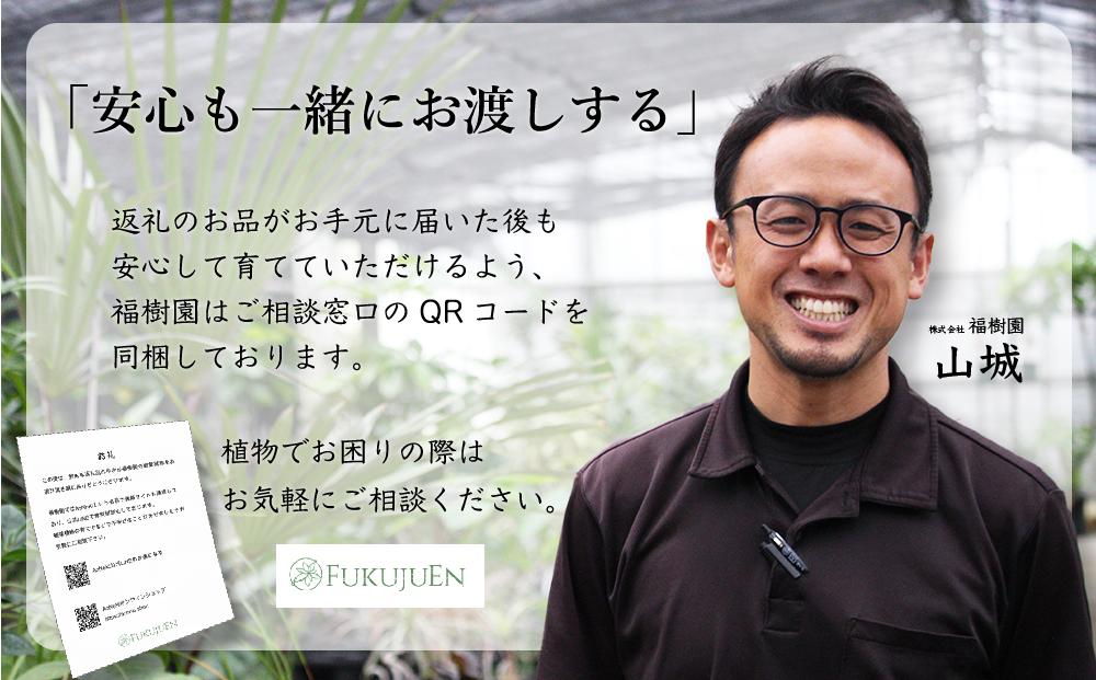 沖縄の観葉植物 人気のフィカス フランスゴム7号 角鉢