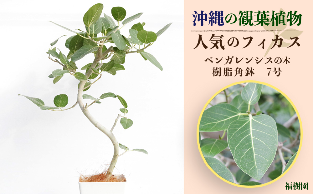 【沖縄県うるま市】沖縄の観葉植物 人気のフィカス ベンガレンシス7号 角鉢