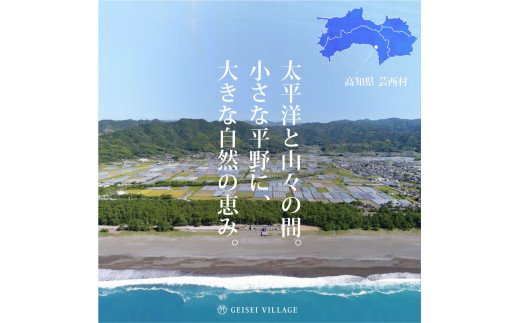 高知県芸西村のふるさと納税 KNK018　芸西米（げいせいまい） "ヒノヒカリ" 5kg 令和5年 高知の温暖な気候で育った芸西米 ※お申込み後に精米したての コメ を出荷いたします。令和5年産 米 ひのひかり 新米 白米 お米 美味しい もっちり 硬め 国産 高知県産 故郷納税 4000円