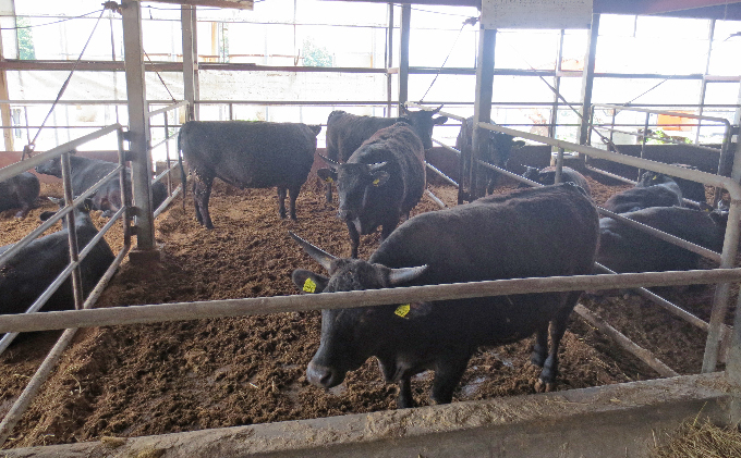 ［農林水産大臣賞受賞］備中牛 和牛ロースステーキ 800g お肉 