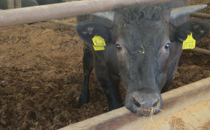 ［農林水産大臣賞受賞］備中牛 和牛しゃぶしゃぶ用スライス800g 牛肉 