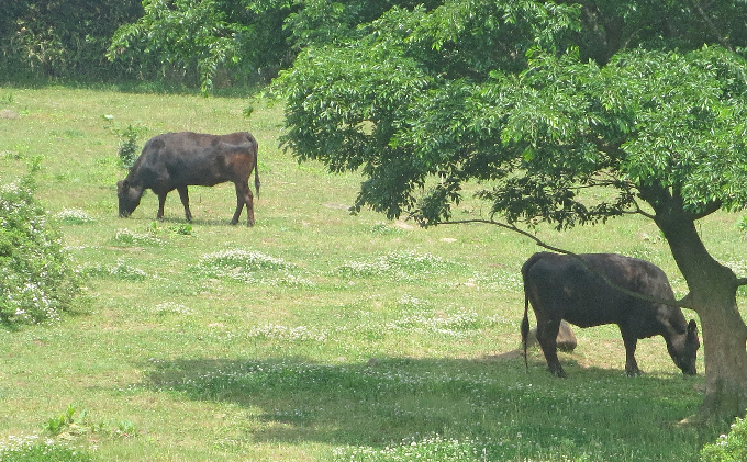 ［農林水産大臣賞受賞］備中牛 和牛焼肉セット 1.6kg お肉 牛肉 ロース モモ バラ 