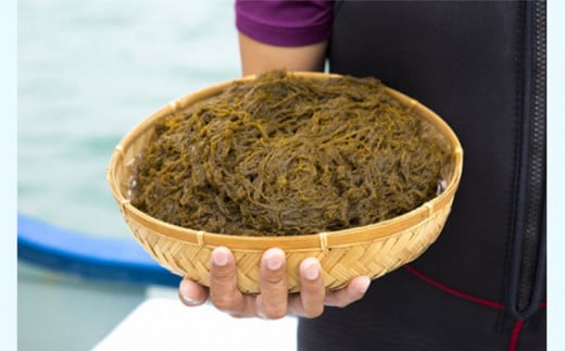 早摘みもずく（5袋）&もずく餃子（12個入×4袋）セット【勝連漁業協同組合】