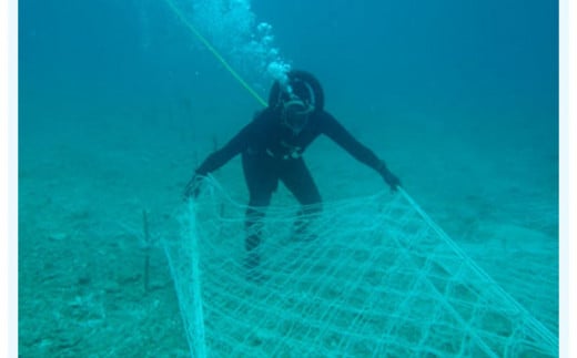 早摘みもずく（10袋）＆もずく餃子（12個入×10袋）セット【勝連漁業協同組合】