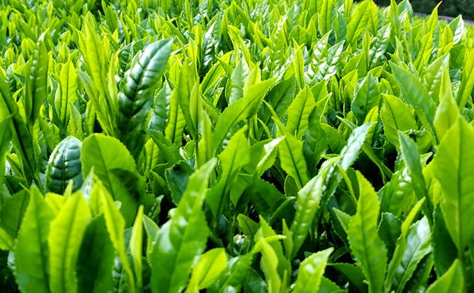 特選有機宇治茶3本詰合せ〈有機 オーガニック 煎茶 極上煎茶 高級 特選 玉露 緑茶 深蒸し茶 茶葉 お茶葉 お茶 茶 茶筒〉 缶 