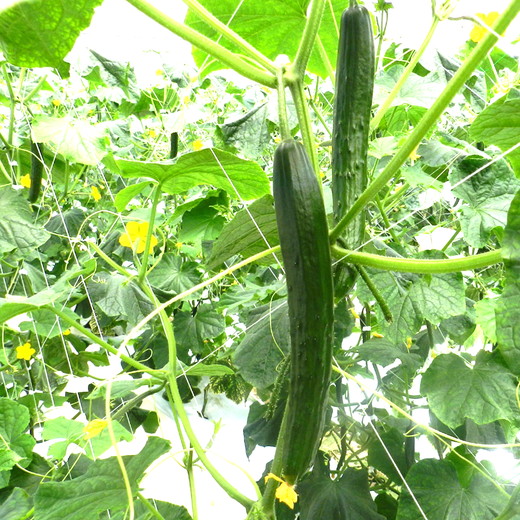 美浜町産　松きゅうり◇※2025年11月上旬～2026年6月下旬頃に順次発送予定
