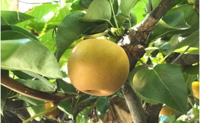 【秋の美味】和歌山の樹上成熟梨 約4kg