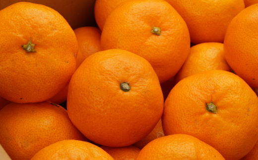 [秀品]和歌山有田みかん約5kg（S～Lサイズおまかせ）