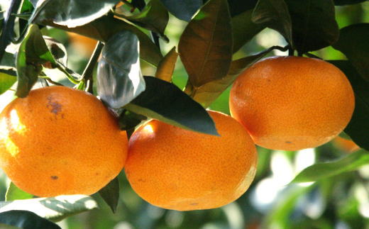 エコファーマーのこだわり有田みかん5kg(サイズ混合)◇ ※2025年11月中旬～2026年1月中旬頃に順次発送予定 ふるさと納税 みかん