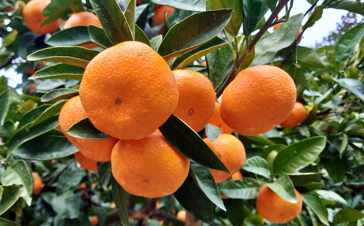 [秀品]和歌山有田みかん6kg（2Lサイズ）
※2025年11月中旬～2026年1月中旬頃に順次発送予定