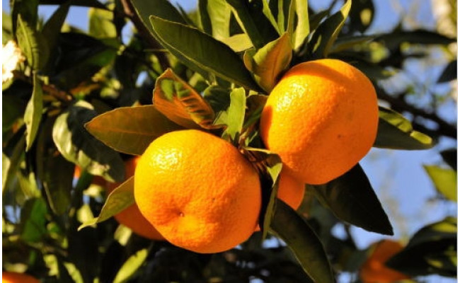 【産直・秀品】和歌山下津みかん 約6kg（2Lサイズ） ※2025年11月中旬～2026年1月中旬頃に順次発送予定