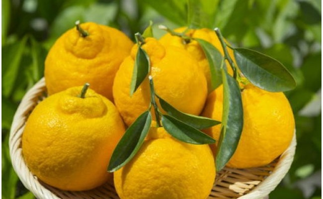 【濃厚】有田の不知火約5kg（12玉～20玉）
※2026年2月中旬～4月中旬頃に順次発送予定