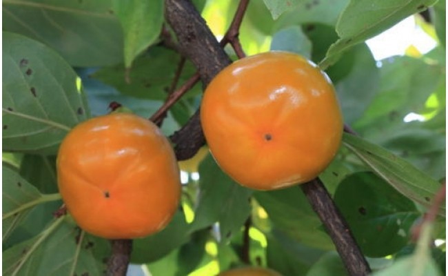 【秋の味覚】和歌山産たねなし柿（L～4Lサイズおまかせ）約7.5kg・秀品〇