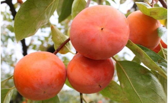 [柿の名産地]九度山の富有柿約7.5kgサイズおまかせ 