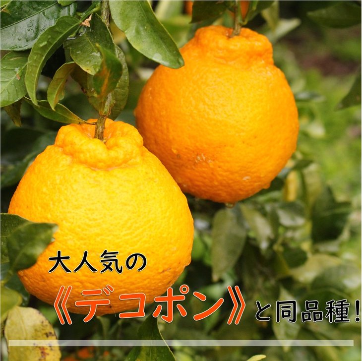 和歌山県有田産 不知火 約5kg（18～24玉）ひとつひとつ手選別で厳選！生産者から直送 ※2026年2月中旬頃より順次発送予定