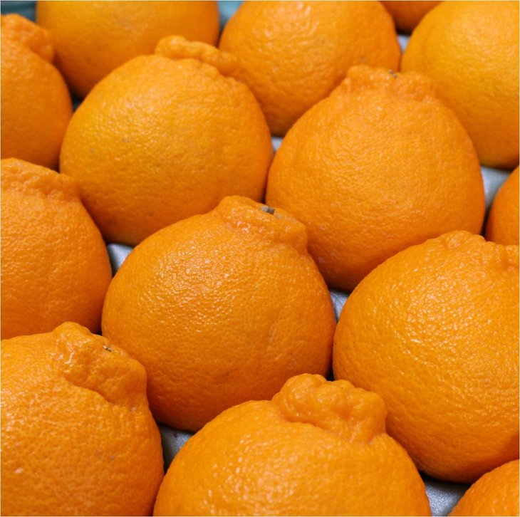 和歌山県有田産 不知火 約5kg（18～24玉）ひとつひとつ手選別で厳選！生産者から直送 ※2026年2月中旬頃より順次発送予定