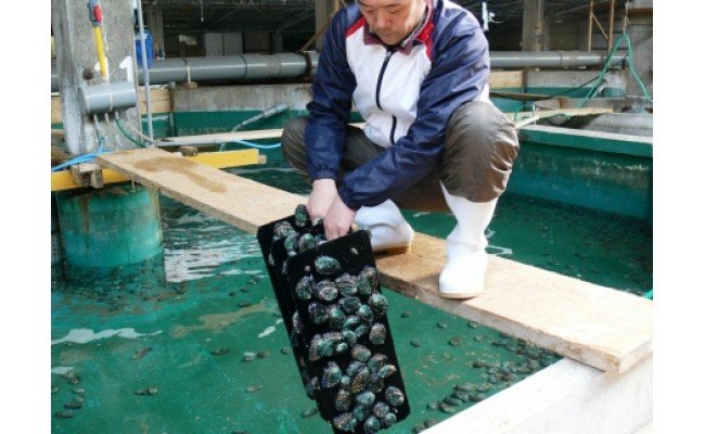 やわコリ食感紀州活アワビ【8個入】