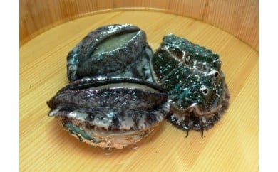 やわコリ食感紀州活アワビ【12個入】｜ 海産物 海鮮 魚介類 鮑 おかず あわび 高級食材 養殖 国産 産地直送 鮮貝 美浜町