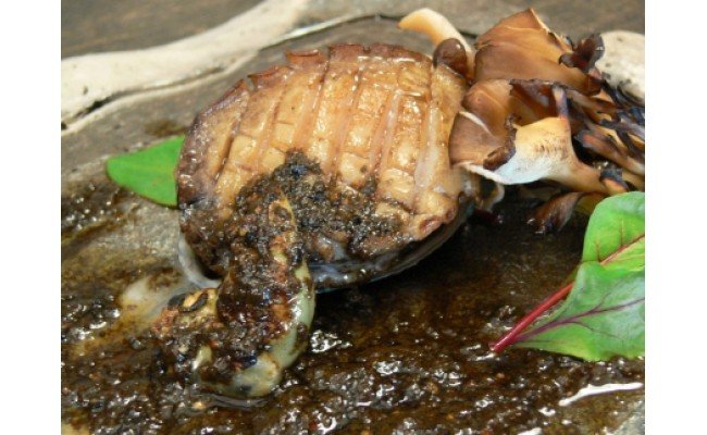 やわコリ食感紀州活アワビ【12個入】｜ 海産物 海鮮 魚介類 鮑 おかず あわび 高級食材 養殖 国産 産地直送 鮮貝 美浜町