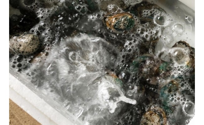 やわコリ食感紀州活アワビ【19-20個入】｜ 海産物 海鮮 魚介類 鮑 おかず あわび 高級食材 養殖 国産 産地直送 鮮貝 美浜町