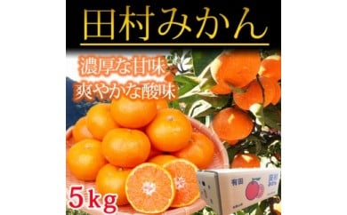 高級ブランド田村みかん ５kg◇ ｜ 蜜柑 柑橘 果物 フルーツ 糖度 甘い 濃厚 コク ジューシー 先行予約 国産 産地直送 人気 美浜町 ※2025年11月下旬〜2026年1月下旬頃に順次発送予定