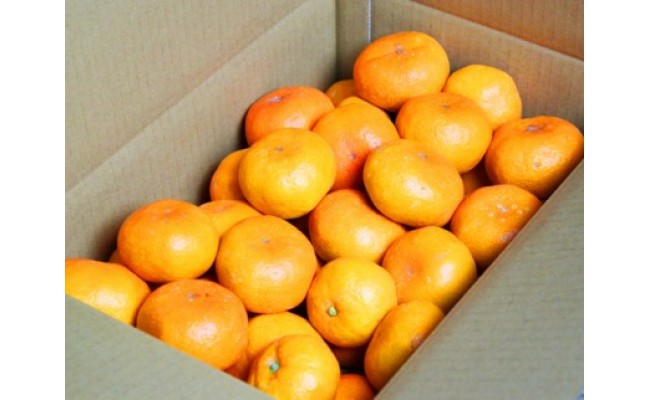 完熟有田みかん10kg
※2025年11月下旬〜2026年1月下旬頃に順次発送予定