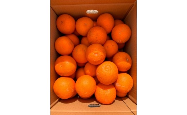 【ご家庭用訳アリ】紀州有田産清見オレンジ　７.５kg
※2026年3月下旬頃〜2026年4月中旬頃に順次発送予定