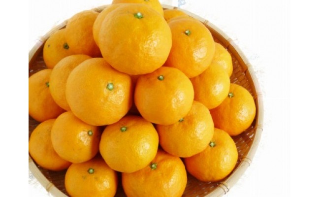 初夏のみかん なつみ５kg ふるさと納税 みかん
※着日指定不可
※2026年4月中旬頃〜2026年4月下旬頃に順次発送予定