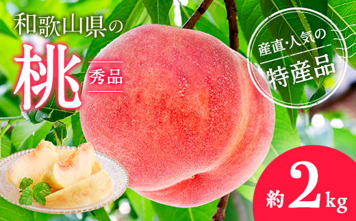 【和歌山県美浜町】【産直・人気の特産品】和歌山の桃 約2kg・秀品◇ | モモ 国産 フルーツ お取り寄せ ギフト