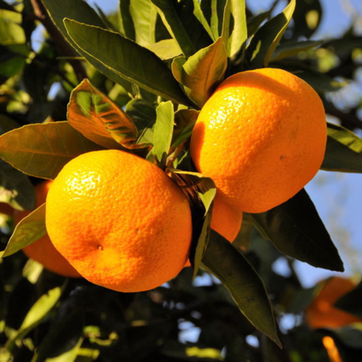 【産直・秀品】和歌山下津みかん 9kg（2Lサイズ） ※2025年11月中旬～2026年1月中旬頃に順次発送予定