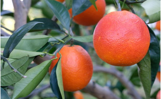 【希少・高級柑橘】国産濃厚ブラッドオレンジ「タロッコ種」約3kg　※2026年4月上旬～4月下旬頃に順次発送予定