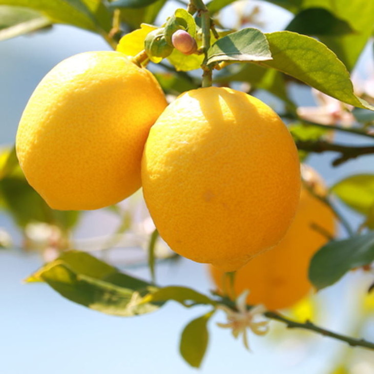 【産直】和歌山産レモン約3kg（サイズ混合）
※2026年3月中旬～5月中旬頃に順次発送予定