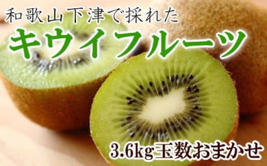 和歌山の下津で採れたキウイフルーツ約3.6kg（玉数おまかせ・秀品） ※2026年1月中旬～3月上旬頃に順次発送予定