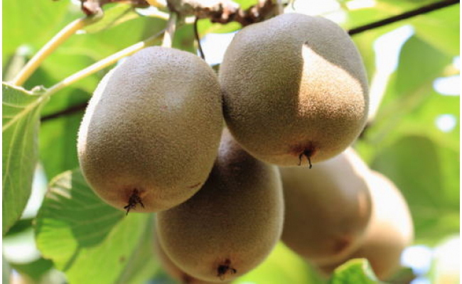 和歌山の下津で採れたキウイフルーツ約3.6kg（玉数おまかせ・秀品） ※2026年1月中旬～3月上旬頃に順次発送予定