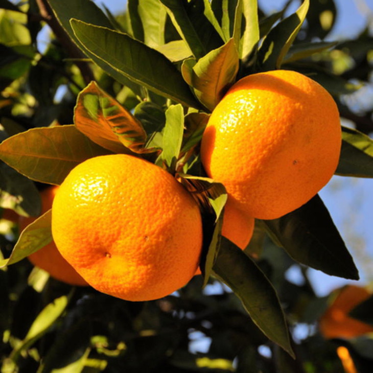 【訳あり】和歌山下津みかん10kgご家庭用向け(サイズ混合) ※2025年11月中旬～2026年1月中旬頃に順次発送予定