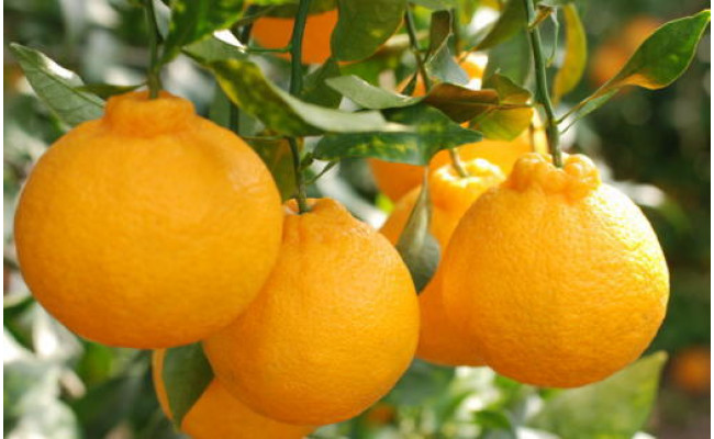 【お味濃厚】紀州有田産の大玉デコポン約5kg（12玉～18玉入り・青秀以上）｜柑橘 不知火 デコポン みかん フルーツ 果物 旬 先行予約 でこぽん 国産 産地直送 美浜町 ※2026年1月中旬～3月中旬頃に順次発送予定