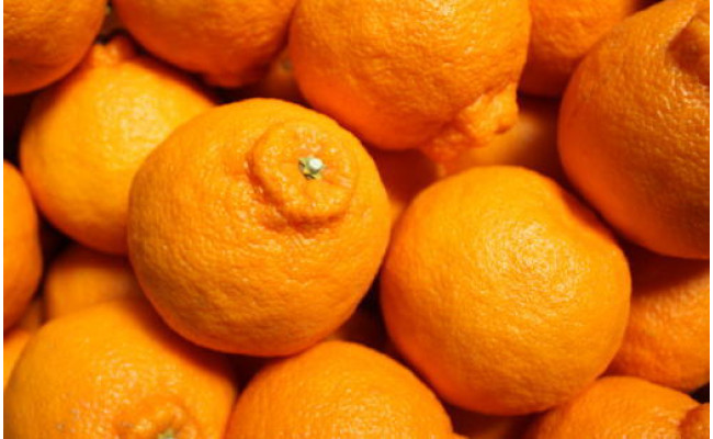 【お味濃厚】紀州有田産の大玉デコポン約5kg（12玉～18玉入り・青秀以上）｜柑橘 不知火 デコポン みかん フルーツ 果物 旬 先行予約 でこぽん 国産 産地直送 美浜町 ※2026年1月中旬～3月中旬頃に順次発送予定