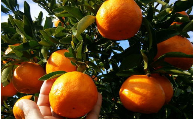 【厳選・濃厚】紀州有田産のはるみ約4kg（サイズおまかせ） ※2026年1月下旬～2月中旬頃に順次発送予定