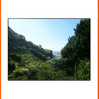 秀品 希少な国産バレンシアオレンジ 5kg ※2026年6月下旬～7月上旬頃に順次発送予定