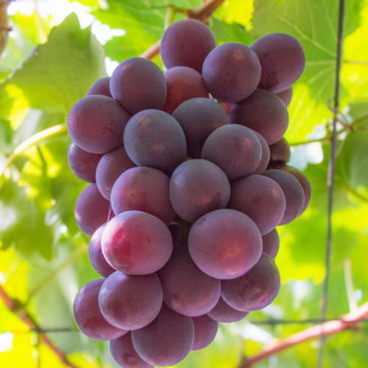 【夏秋の美味】フルーツ王国和歌山の"濃厚"種無しピオーネ 約2.8kg