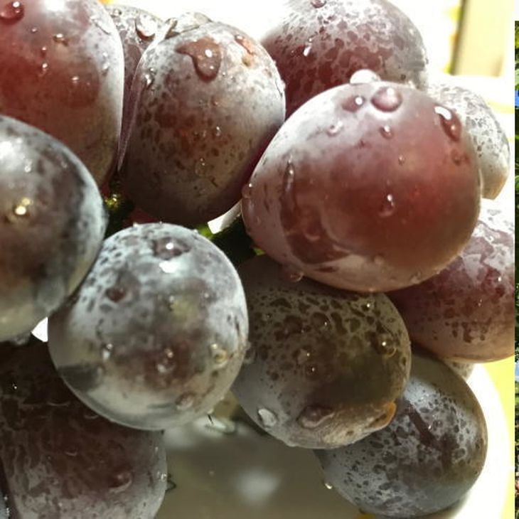 【夏秋の美味】フルーツ王国和歌山の"濃厚"種無しピオーネ 約2.8kg