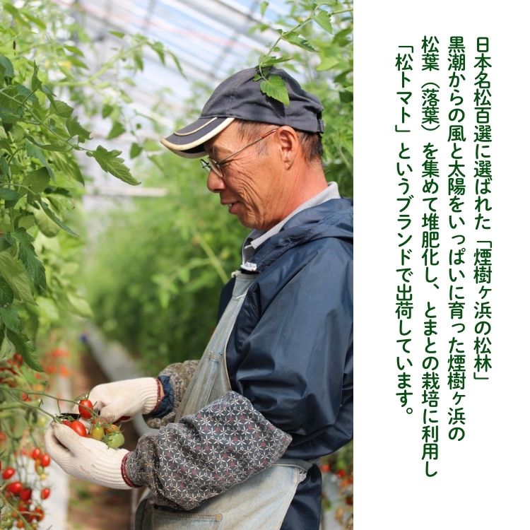美浜町産　松トマト（アイコ）2Kg｜ミニトマト とまと 野菜 糖度  和歌山 先行予約 やさい トマト アイコ 国産 旬の野菜 特産品 人気 産地直送 美浜町 ※2025年11月下旬～2026年6月上旬頃に順次発送予定